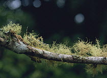 Lichen Katydid camouflaged amongst Usneaceae lichen, Asia