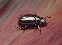Jewel scarab beetle {Chrysina / Plusiotis sp}  Costa Rica