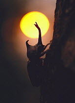 Japanese Horned / Rhinoceros Beetle {Allomyrina dichotomus} silhouette against setting sun at dusk, Asia