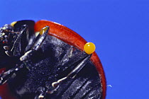 Seven-spotted Ladybird {Coccinella septempunctata} feigning death and excreting stinking liquid from leg joints for self-defense,
