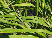 Oriental Long Headed Locust {Acrida cinerea antennata} camouflaged in grass, Asia