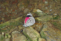 Butterfly {Diatheria clymena}