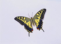 Yellow Swallowtail butterfly {Papilio machaon hippocrates}