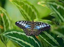 Malaysian Blue Clipper butterfly {Parthenos sylvia} Malaysia