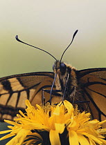 Yellow Swallowtail butterfly {Papilio machaon hippocrates} feeding on flower nectar, probosics extended