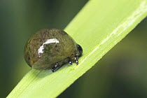 Rice leaf beetle {Oulema oryzae} larva with excrement on its back, Japan