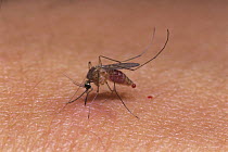Mosquito {Culex pipiens molestus} sucking blood from human, Asia