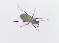 Ground Beetle {Carabus insulicola}