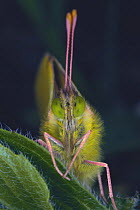 Eastern Pale Clouded Yellow butterfly {Colias erate poliographus} face, close-up, Asia