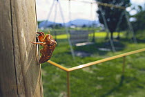 Cast off exoskeleton of Large brown cicada {Graptopsaltria nigrofuscata} Asia