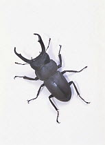 Little Stag Beetle {Dorcus rectus rectus} Asia