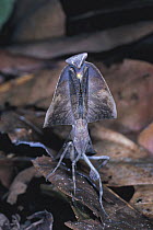 Dead Leaf Mimic Mantis {Deroplatys truncata} defense display, Asia