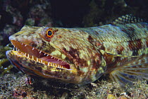 Lizardfish {Synodus sp} with its mouth open, Japan