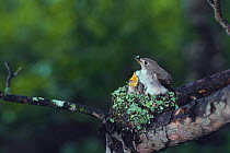 Asian Brown Flycatcher {Muscicapa daurica} adult with chick in nest, Japan
