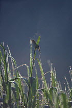 Shrenk's / Black-browed Reed-warbler {Acrocephalus bistrigiceps} singing at dawn, Yamanashi, Japan