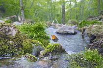 Japanese Robin {Erithacus akahige} male at mountain stream, Yamanashi, Japan
