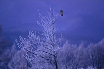 Ural Owl {Strix uralensis} perched on frozen branch in winter, Nagano, Japan