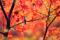 Great Tit {Parus major} amongst autumn foliage, Yamanashi, Japan