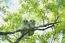 Ural Owl fledglings {Strix uralensis japonica} Hokkaido, Japan