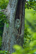 Ural Owl {Strix uralensis japonica} yawning in tree hollow, Hokkaido, Japan