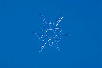 Snow crystal (photomicroscopy x 20)