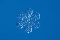 Snow crystal (photomicroscopy x 40)