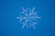 Snow crystal (photomicroscopy x 20)