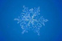 Snow crystal (photomicroscopy x 15)