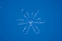 Snow crystal (photomicroscopy x 25)