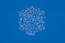 Hail crystal (photomicroscopy x 40)