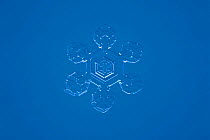 Snow crystal (photomicroscopy x 25)