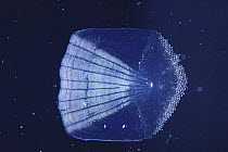 Scale of Japanese Seaperch {Lateolabrax japonicus}