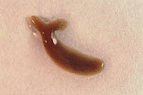 Reproduction by budding of Planaria {Dugesia japonica}