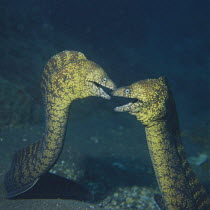 Moray Eels {Gymnothorax kidako} courtship display, Kochi, Japan