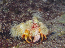 Anemone Hermit Crab {Dardanus pedunculatus} camouflaged with sea anemones {Actiniae} on its shell, Izu, Shizuoka, Japan
