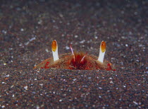 Spanner Crab {Ranina ranina} eyes on stalks appearing over sand, Izu, Shizuoka, Japan