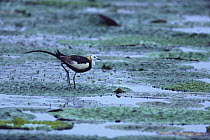 Pheasant-tailed Jacana (summer plumage) {Hydrophasianus chirurgus} walking on leaves in a pond of Giant Water Lilies, Kagawa, Japan