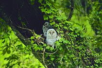 Ural Owl fledgling {Strix uralensis} at nest hole, Aichi, Japan