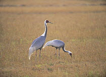 White-naped Crane pair {Grus vipio} Kagoshima, Japan