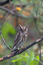 Japanese Scops Owl {Otus scops japonicus} Ishikawa, Japan