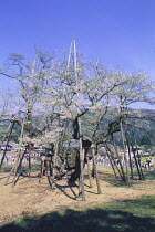 {Prunus (Cerasus) lannesiana 'Nigrescens'} 1500 year-old cherry tree, Gifu, Japan