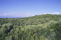Maquis Vegetation, Dilek Yarmadasi National Park, Turkey