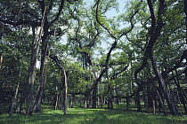 Grove of Indian banyan trees {Ficus benghalensis} India