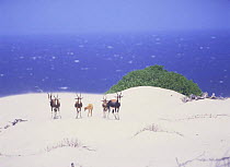 Bontebok {Damaliscus dorcas} on coastal sand dunes, Cape Point, South Africa
