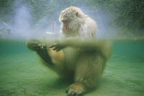 Japanese Macaque {Macaca fuscata} relaxing in a hot spring, Jigokudani Spring, Nagano, Japan