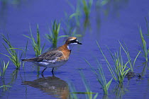 Lesser Sandplover {Charadrius mongolus} foraging in a rice field in spring, Japan