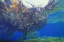 A school of Largescaled therapon {Terapon theraps} juveniles living in drifting seaweed, Indonesia