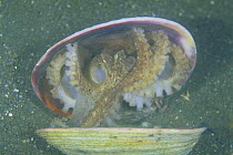 Octopus {Octopus areolatus} hiding in shell, Miyagi, Japan, sequence 1/2