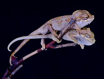 Helmeted / Von Hohnel's chameleons {Chamaeleo hohnelii} captive, occurs Eastern Kenya to Uganda