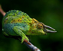 Johnstons Chameleon (Chamaeleo johnstoni) Uganda